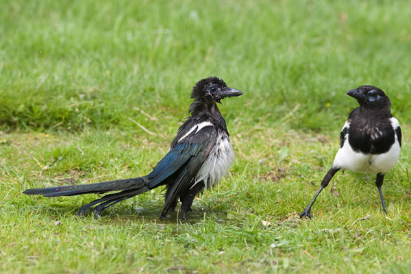 Magpies