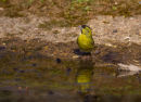 Male Siskin