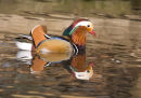 Mandarin Drake