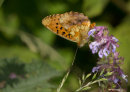 Marbled Fritillary