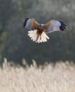 Marsh Harrier