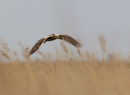 Marsh Harrier