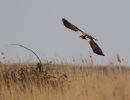 Marsh Harrier