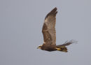 Marsh Harrier
