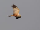 Marsh Harrier