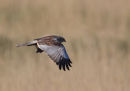 Marsh Harrier