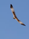 Marsh Harrier