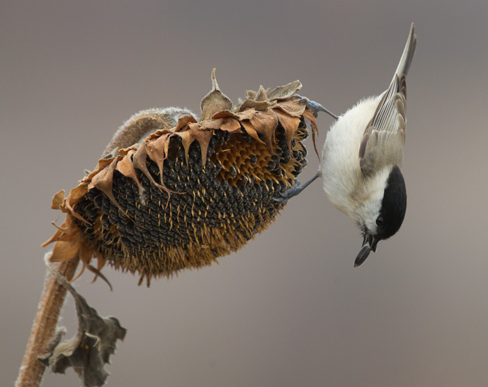 Marsh Tit