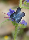 Mazarine Blue