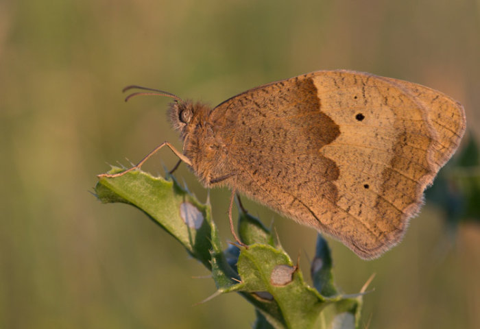 Meadow Brown
