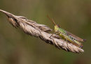 Field Grasshopper