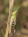 Meadow Grasshopper