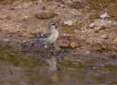 Mealy Redpoll