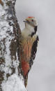 Middle-spotted Woodpecker