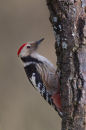 Middle-spotted Woodpecker