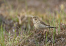 Meadow Pipit