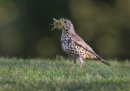 Mistle Thrush with Nest Material