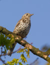 Mistle Thrush