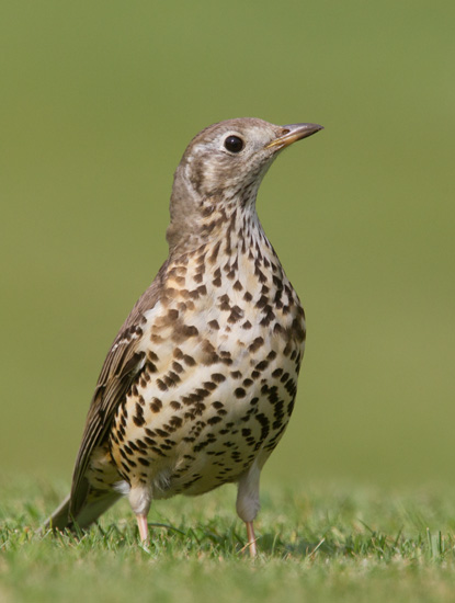 Mistle Thrush
