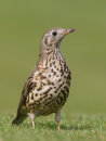 Mistle Thrush