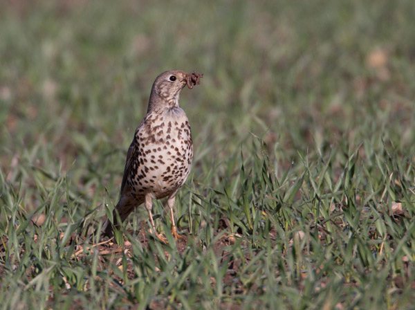 Mistle Thrush with Worms