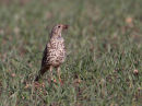 Mistle Thrush with Worms