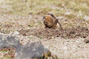 Mole-rat
