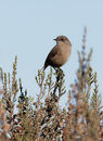 Moorland Chat