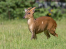 Muntjac