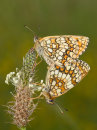 Heath Fritillaries