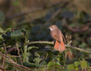 Nightingale