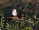 Nightingale