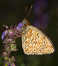 Niobe Fritillary