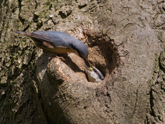 Nuthatch