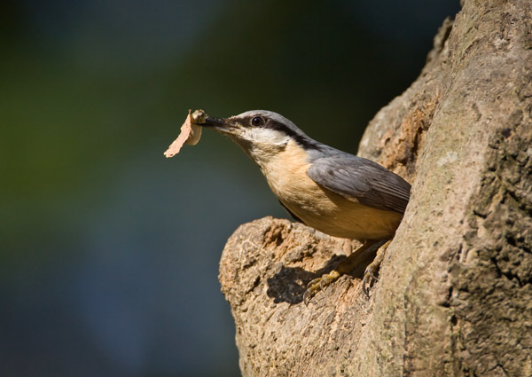 Nuthatch with Faecal Sac