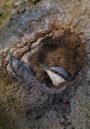 Nuthatch Nestling