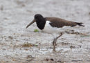 Juvenile Oystercatcher