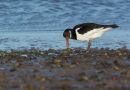 Oystercatcher with Mussel