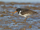 Oystercatcher