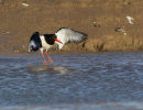 Oystercatcher bathing