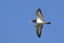 Oystercatcher