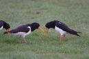 Oystercatchers - Territorial Dispute