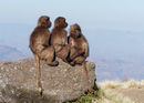 Young Geladas