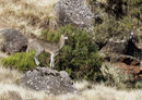 Klipspringer
