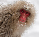 Japanese Macaque