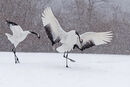 Red-crowned Cranes