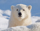 Polar Bear Cub