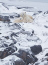 Polar Bear and Two Cubs, close to town.