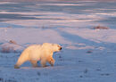 Polar Bear Male in early morning light