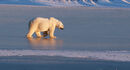 Polar Bear Crossing Frozen Lake